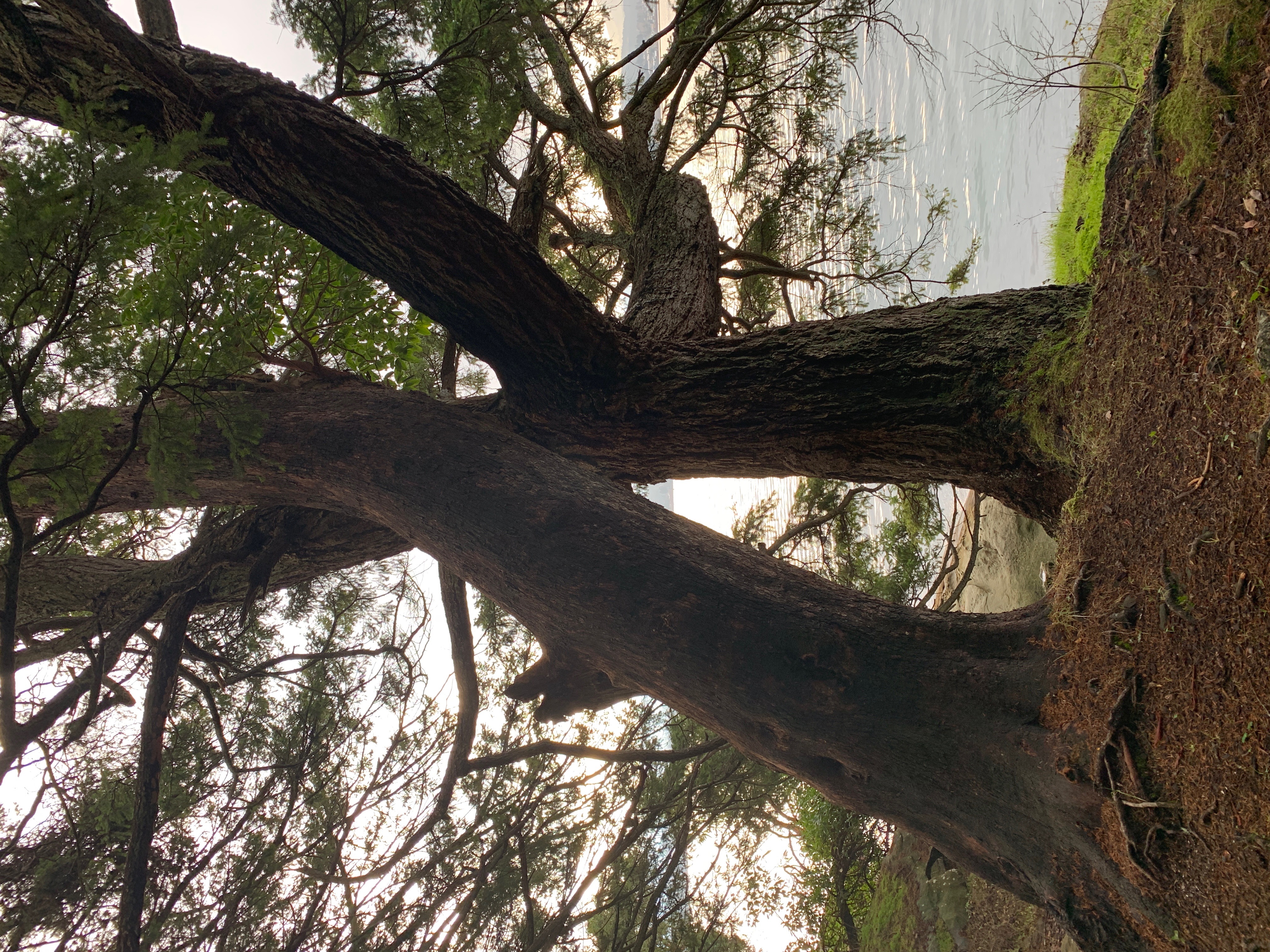 Trees by water